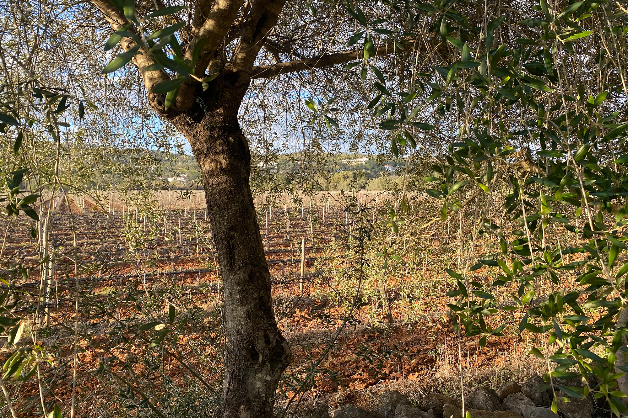 Quinta da Tor winery4