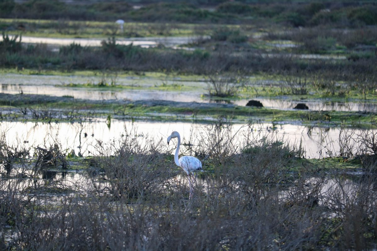Flamingo - - Tour Sabores do Mar do Algarve