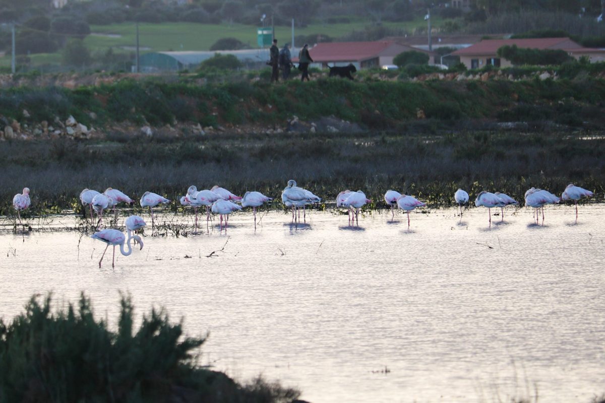 Flamingos - Tour Sabores do Mar do Algarve
