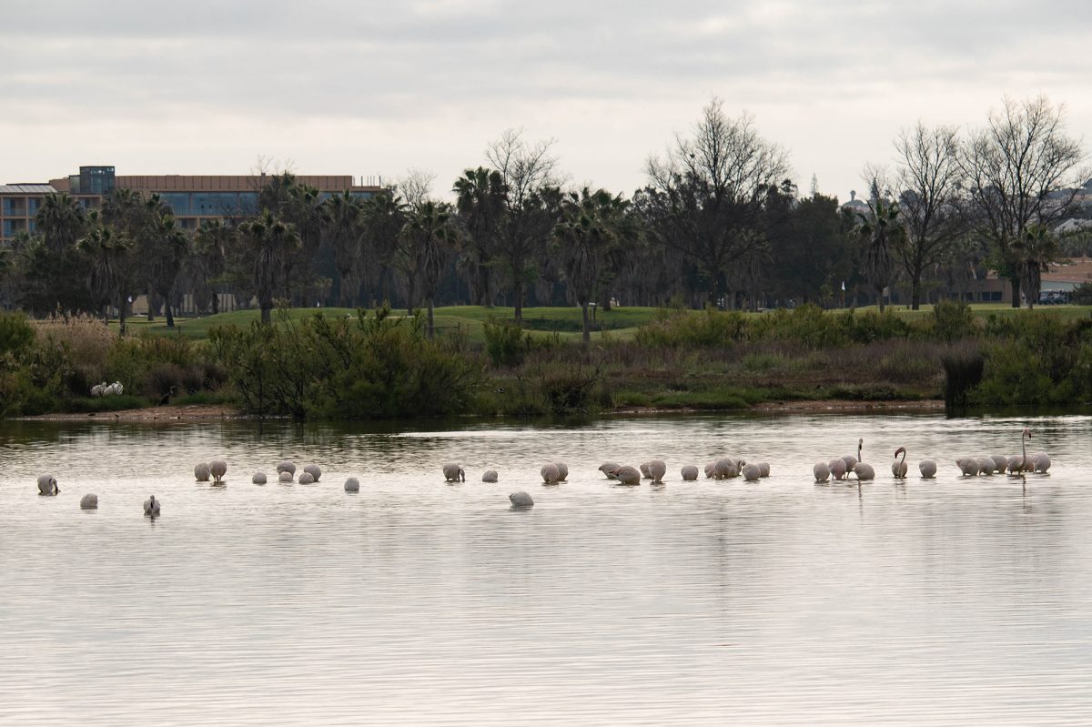 lagoa-dos-salgados-flamingos